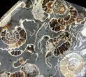 Polished Ammonite Fossil Slab - Marston Magna Marble #63816-1